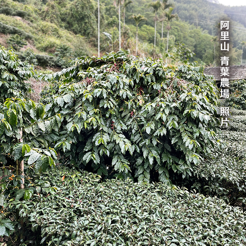 Taiwan Washed Alishan Meishan Ching-Ye Farm So'ngna  4oz