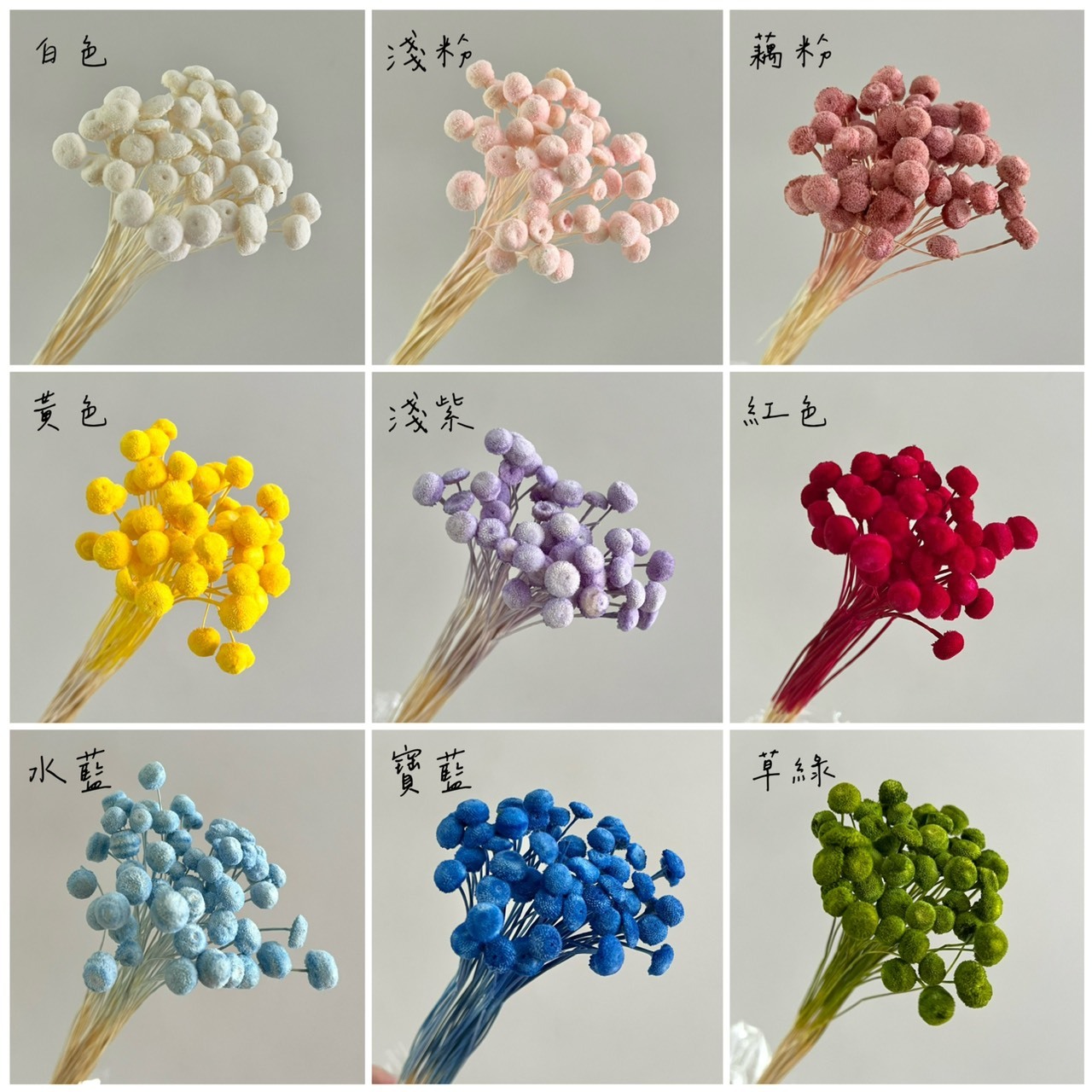 不凋鈕扣菊