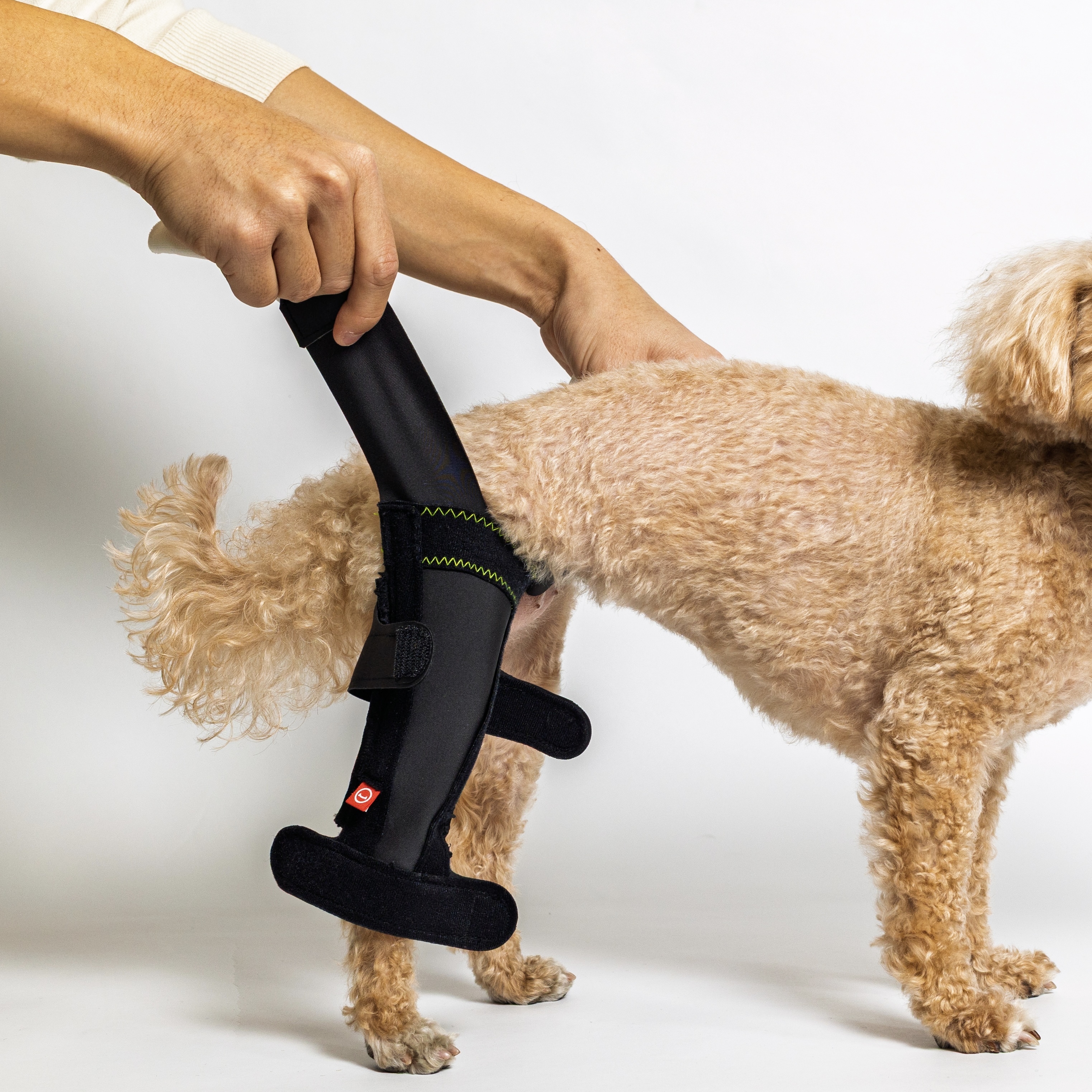 anifull Knee Fit 小型犬膝關節支撐輔助帶