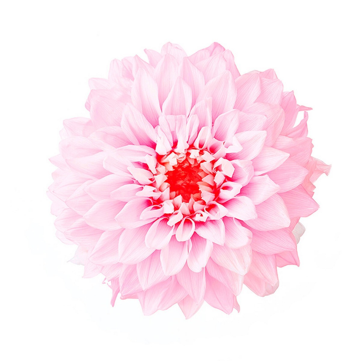 日本不凋大理花(3朵/盒) 04686-102