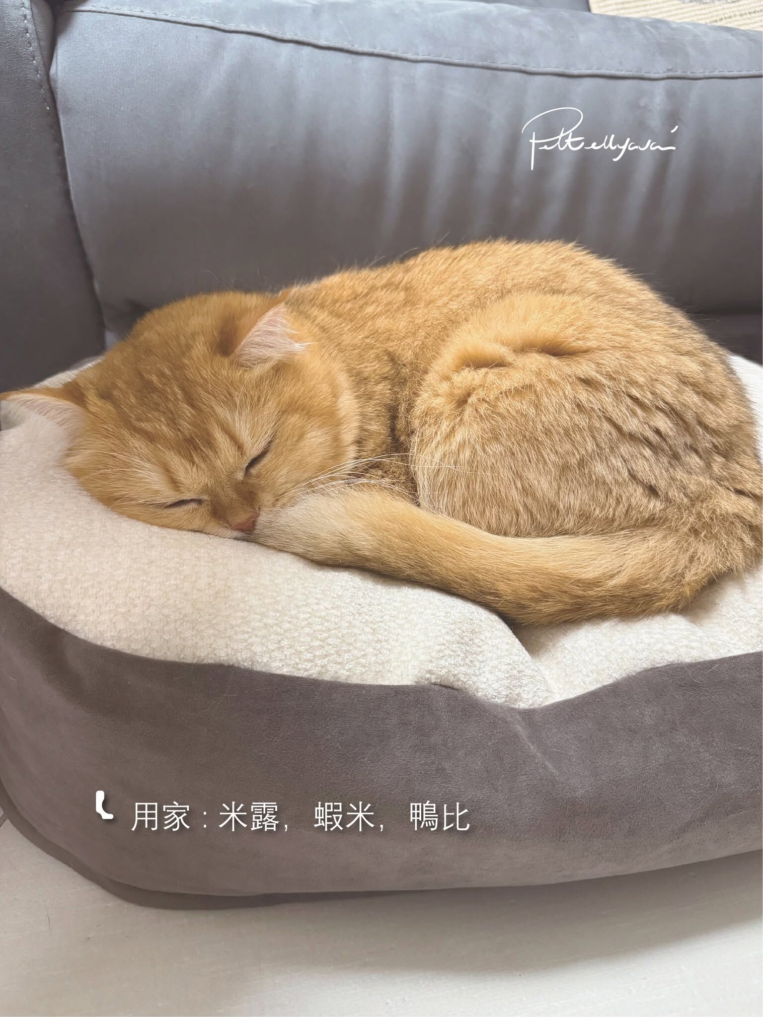 Pettellyava Comfe 豆袋