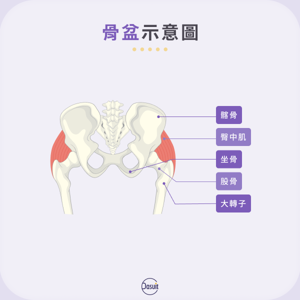 骨盆示意圖