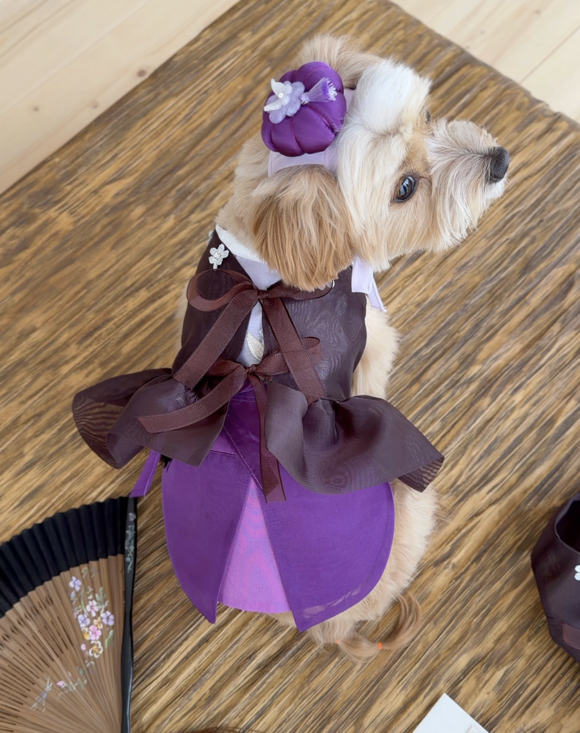 Viola Jokduri