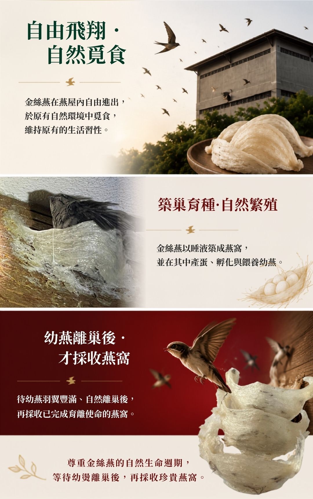 燕窩專業生產工廠環境與嚴格製造工藝介紹