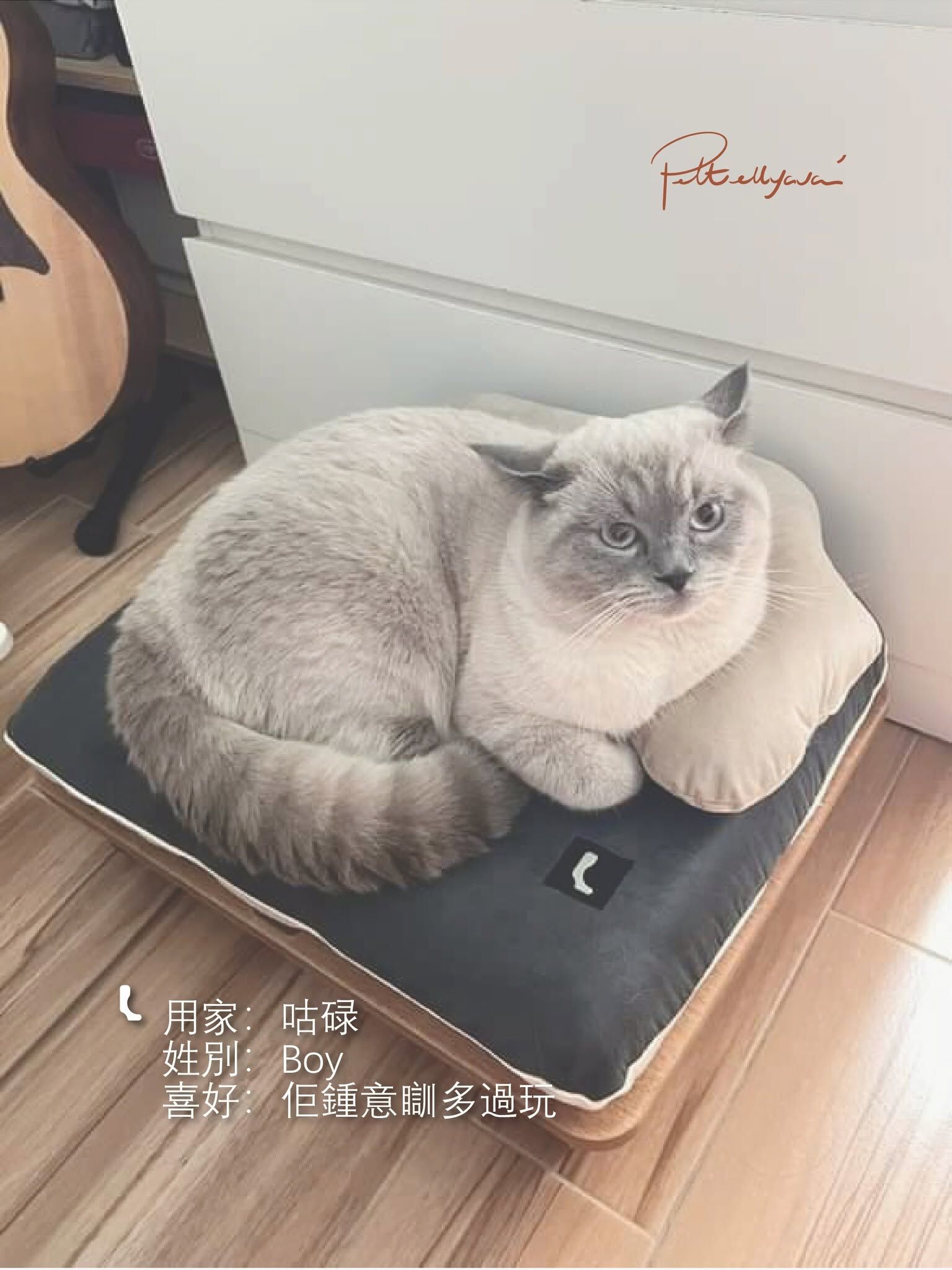 Pettellyava Surro 寵物床