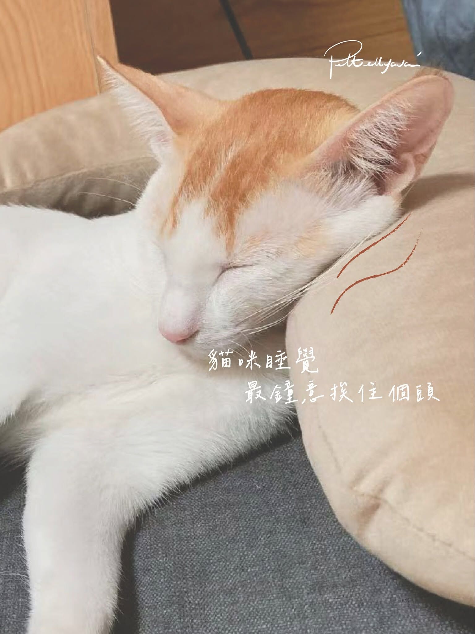 Pettellyava Surro 寵物床