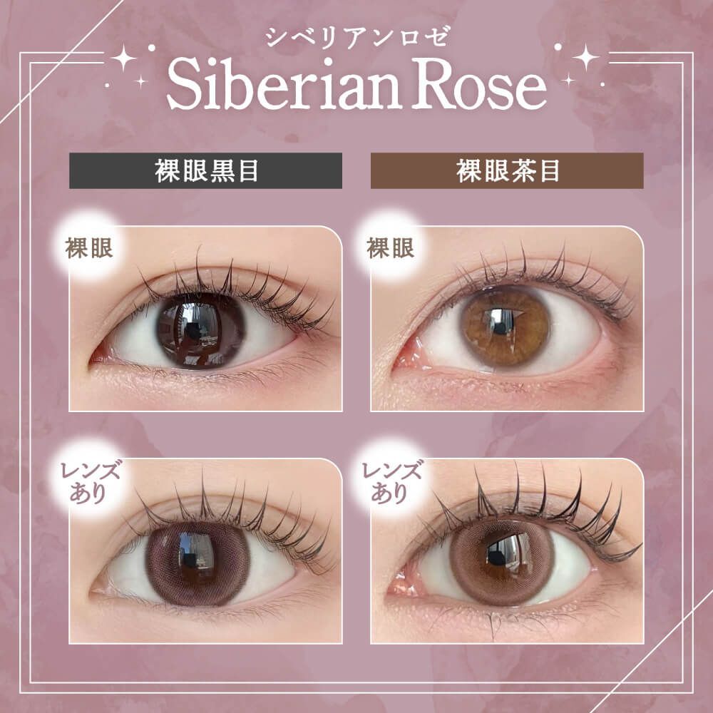 Rain 1 day (Siberian Rose)(10片)