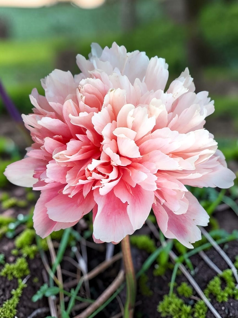 雜交芍藥｜羅蕾萊 Lorelei｜1株