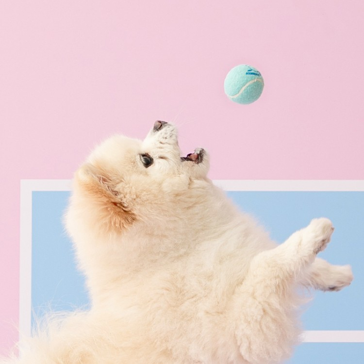 BITE ME KITTY馬卡龍網球