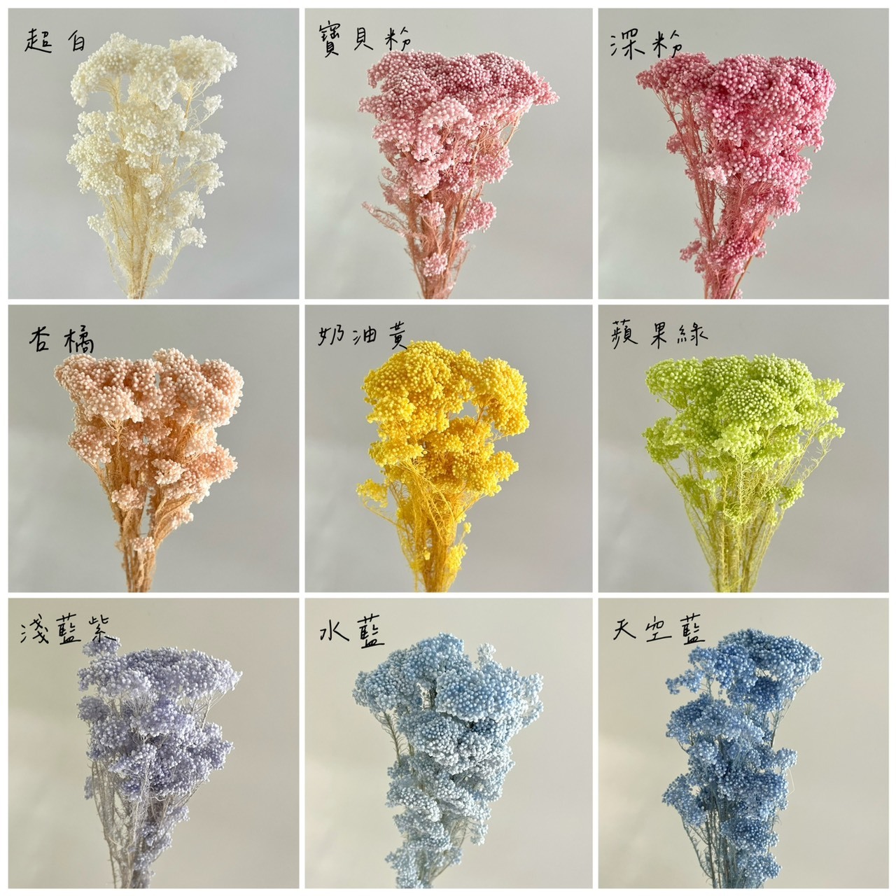 不凋米香花