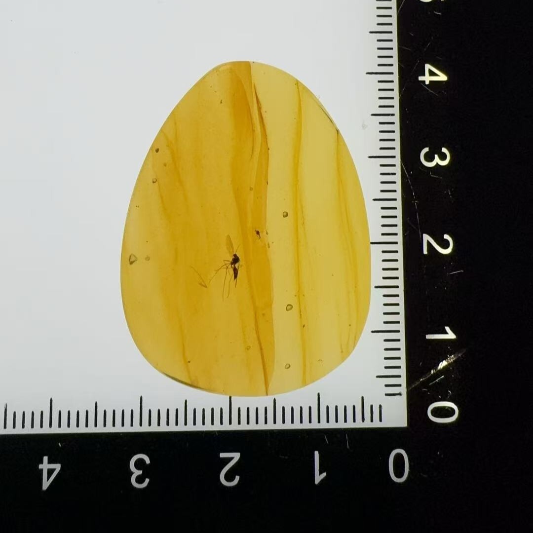 0911XY78-XYDAY-AMBER-蚊 (B78)