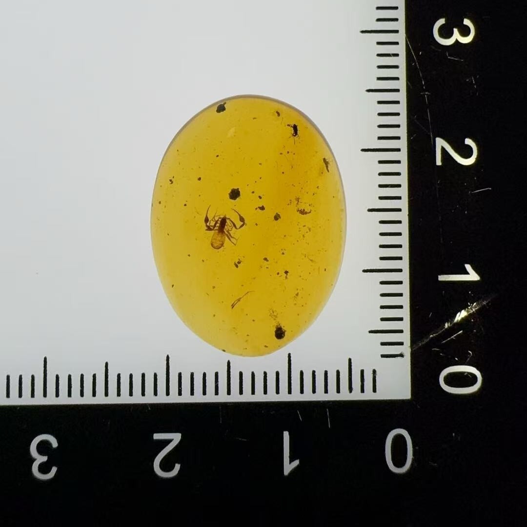 0911XY79-XYDAY-AMBER-擬蠍 (B79)