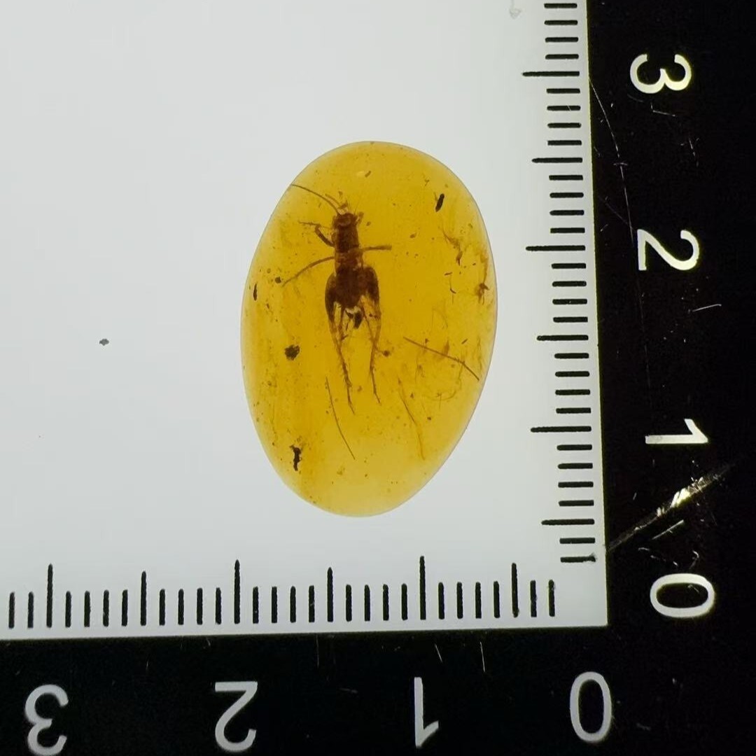 0911XY81-XYDAY-AMBER-蟋蟀 (B81)
