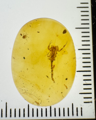 0911XY85-XYDAY-AMBER-蠍子 (B85)