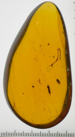0911XY88-XYDAY-AMBER-蜈蚣 (B88)
