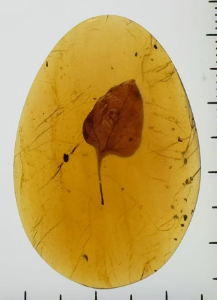 0911XY86-XYDAY-AMBER-貝子植物葉 (B86)