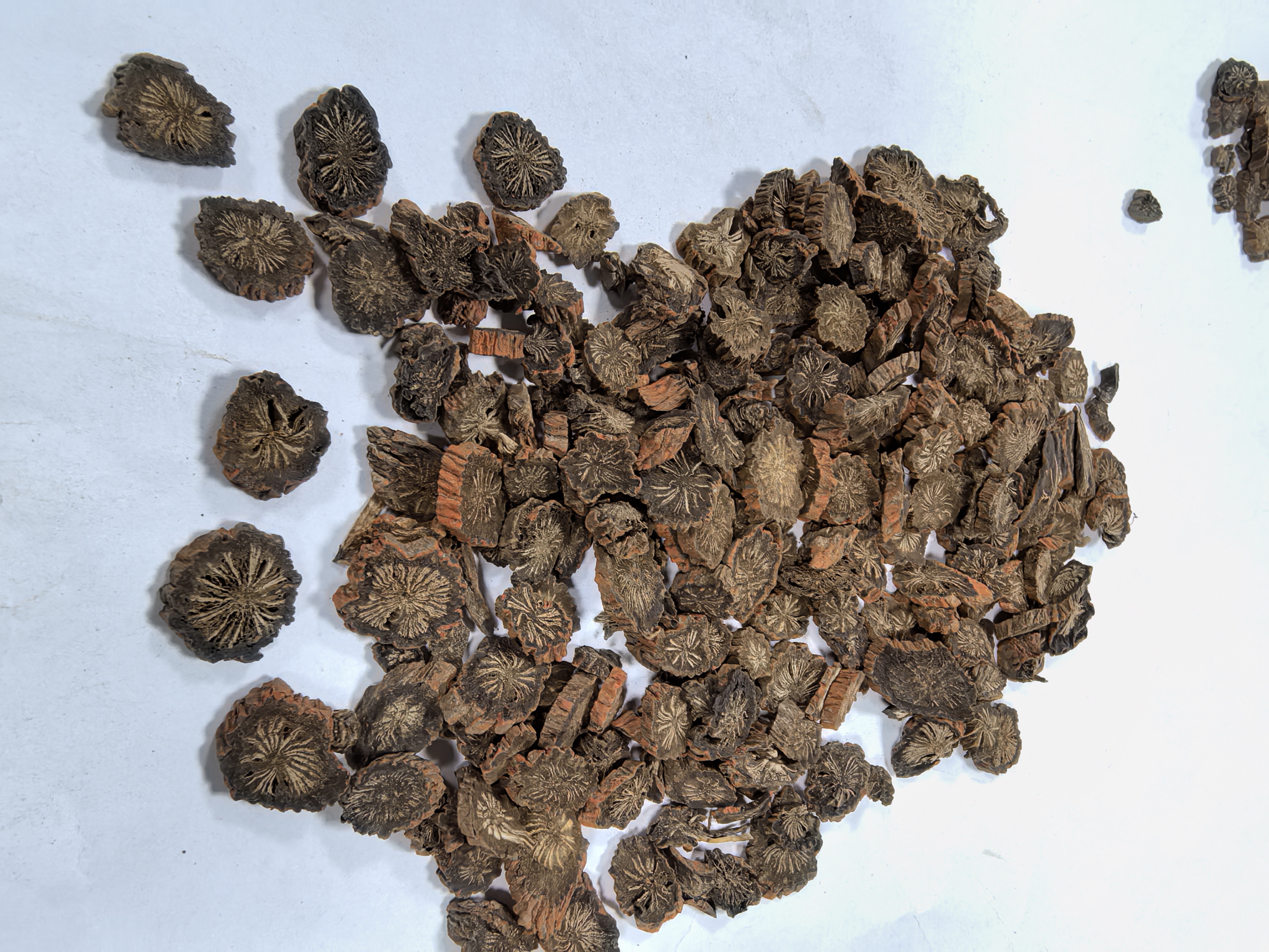 0912XY05-XYDAY-TEA-野生紫丹參 100g (C5)
