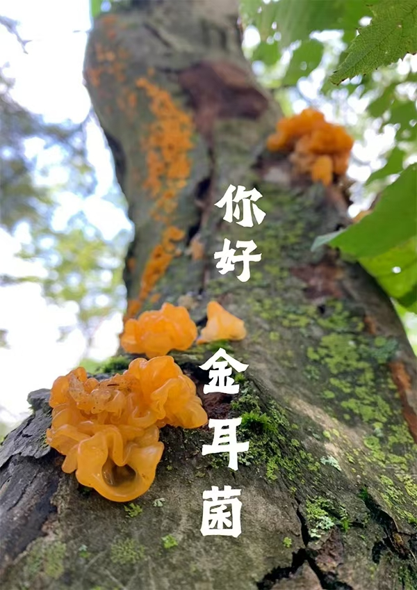 0912XY26-XYDAY-TEA-野生金耳 500g (C26)