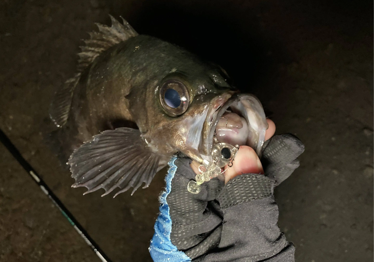 BREADEN 魚骨 44 特殊硬餌