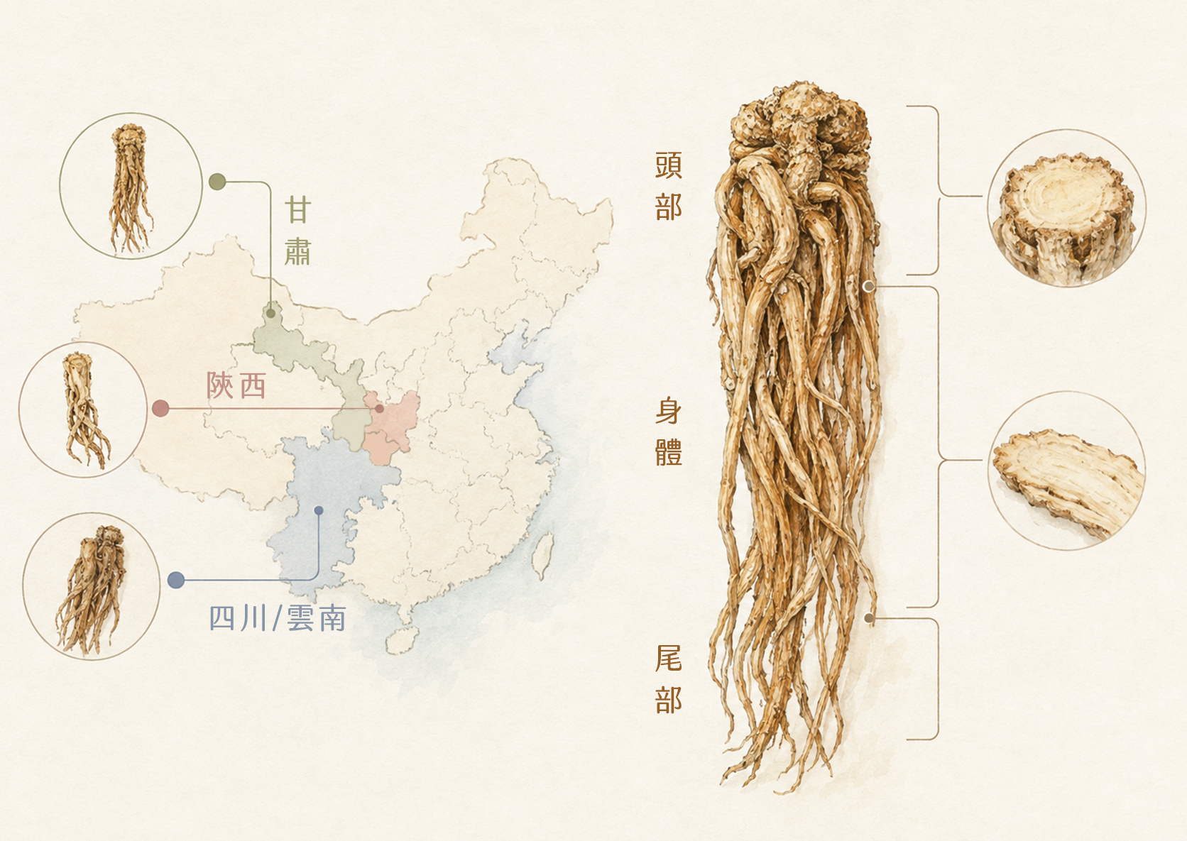 圖解當歸的主要產地:甘肅、陝西、四川雲南,右側則是當歸株的頭/身/尾分布