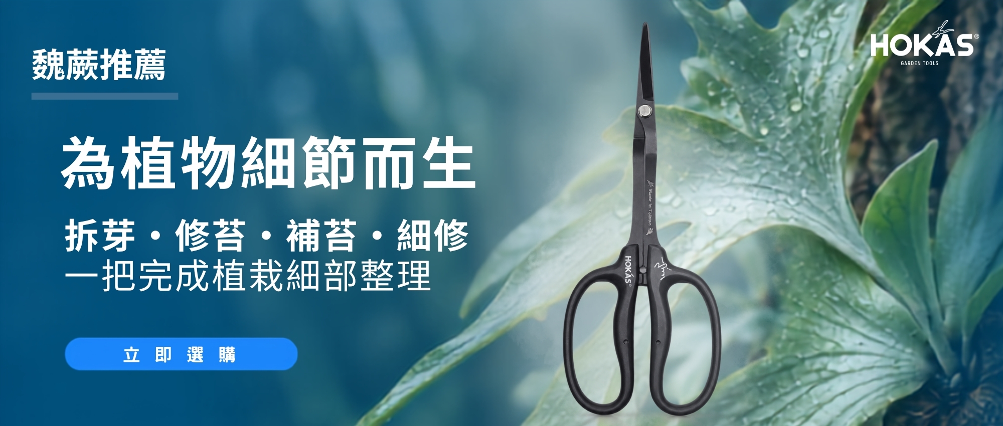 鹿角蕨養護