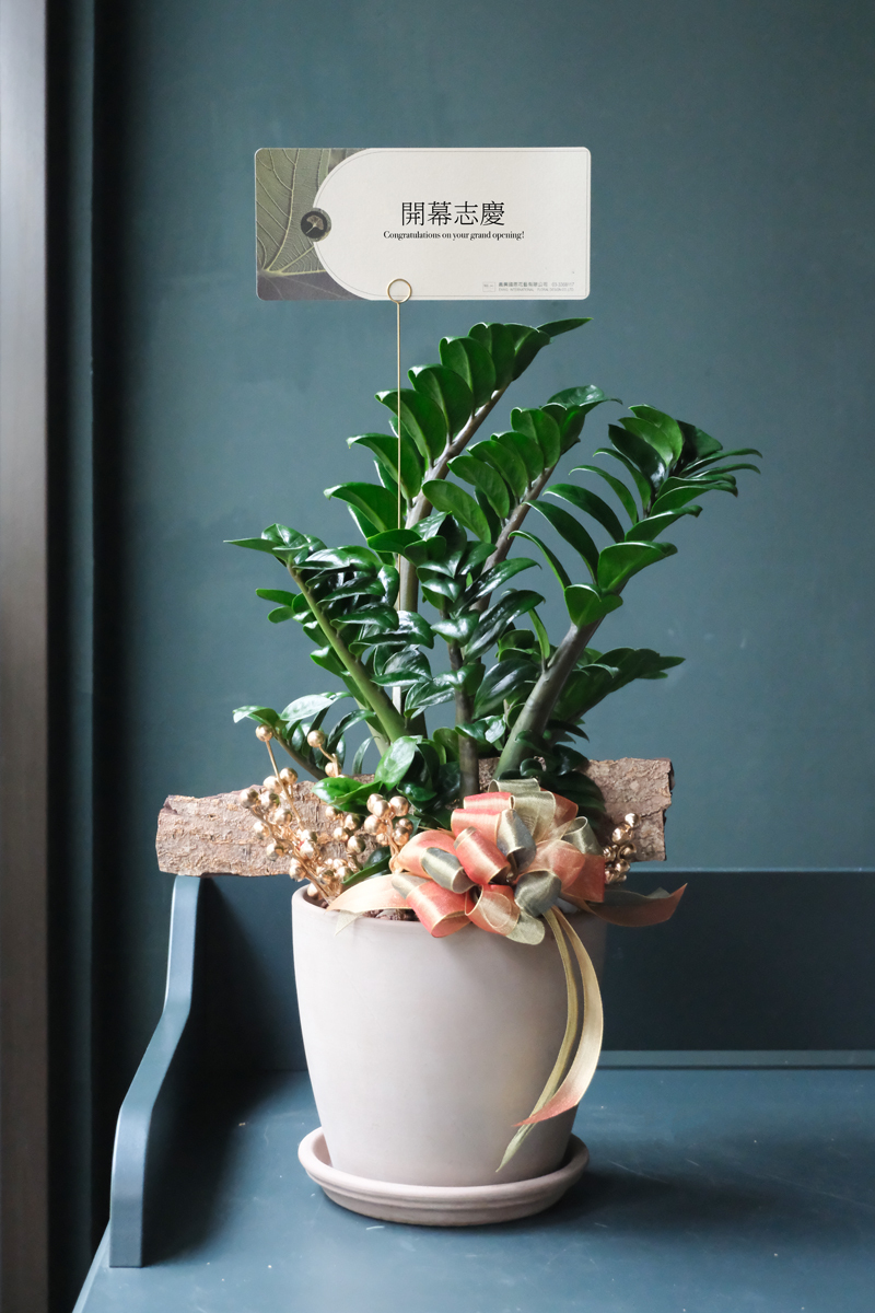 金錢樹 Zamioculcas zamiifolia｜義大利陶盆 Deroma