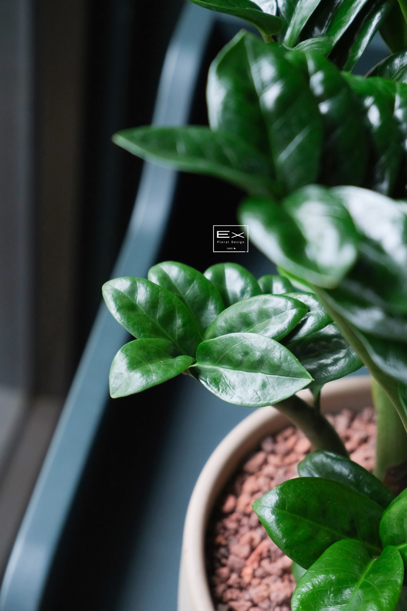 金錢樹 Zamioculcas zamiifolia｜義大利陶盆 Deroma
