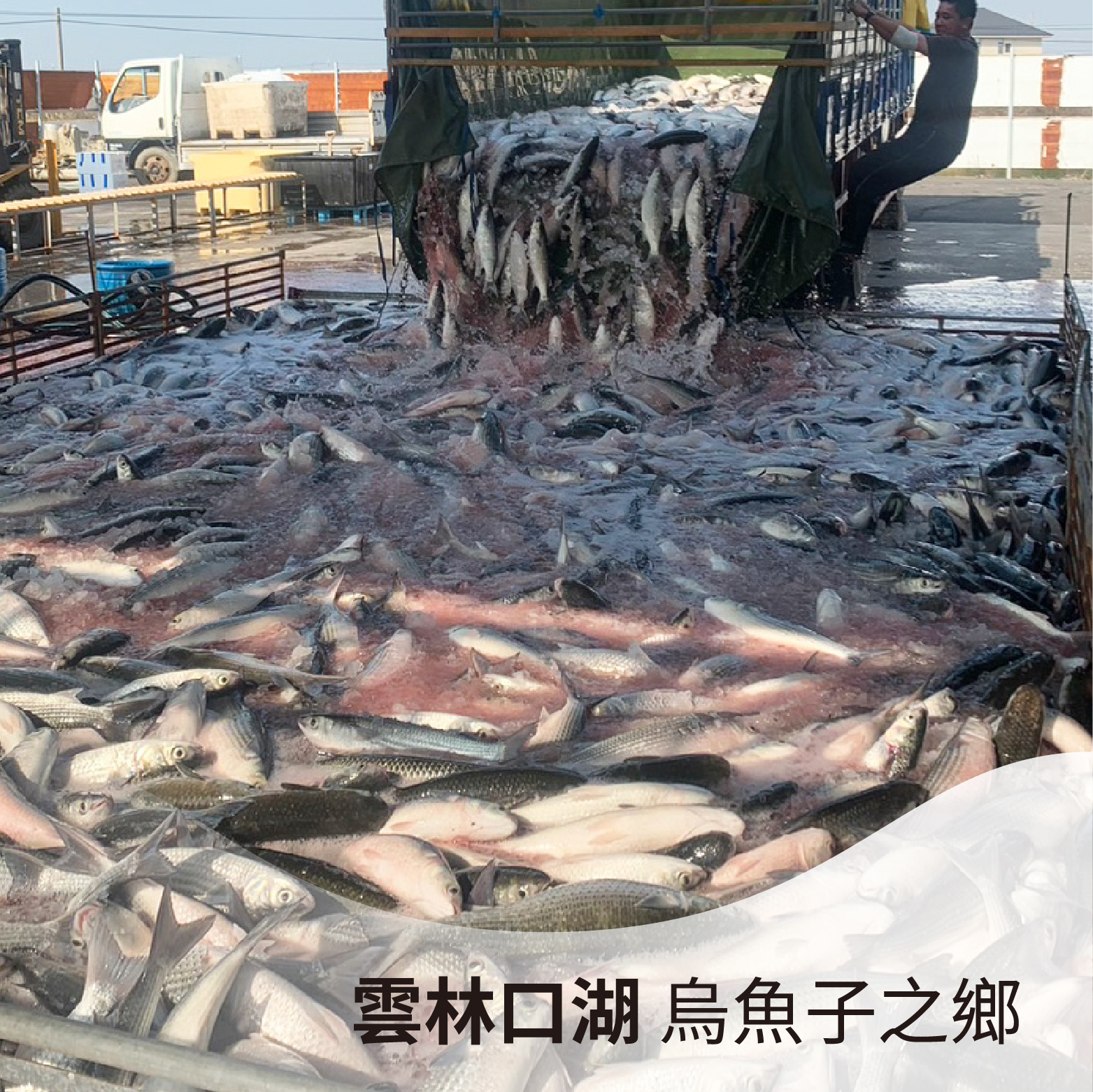 【中秋送禮】一口吃烏魚子｜雲林口湖「烏魚子之鄉」《禮盒/3包入》