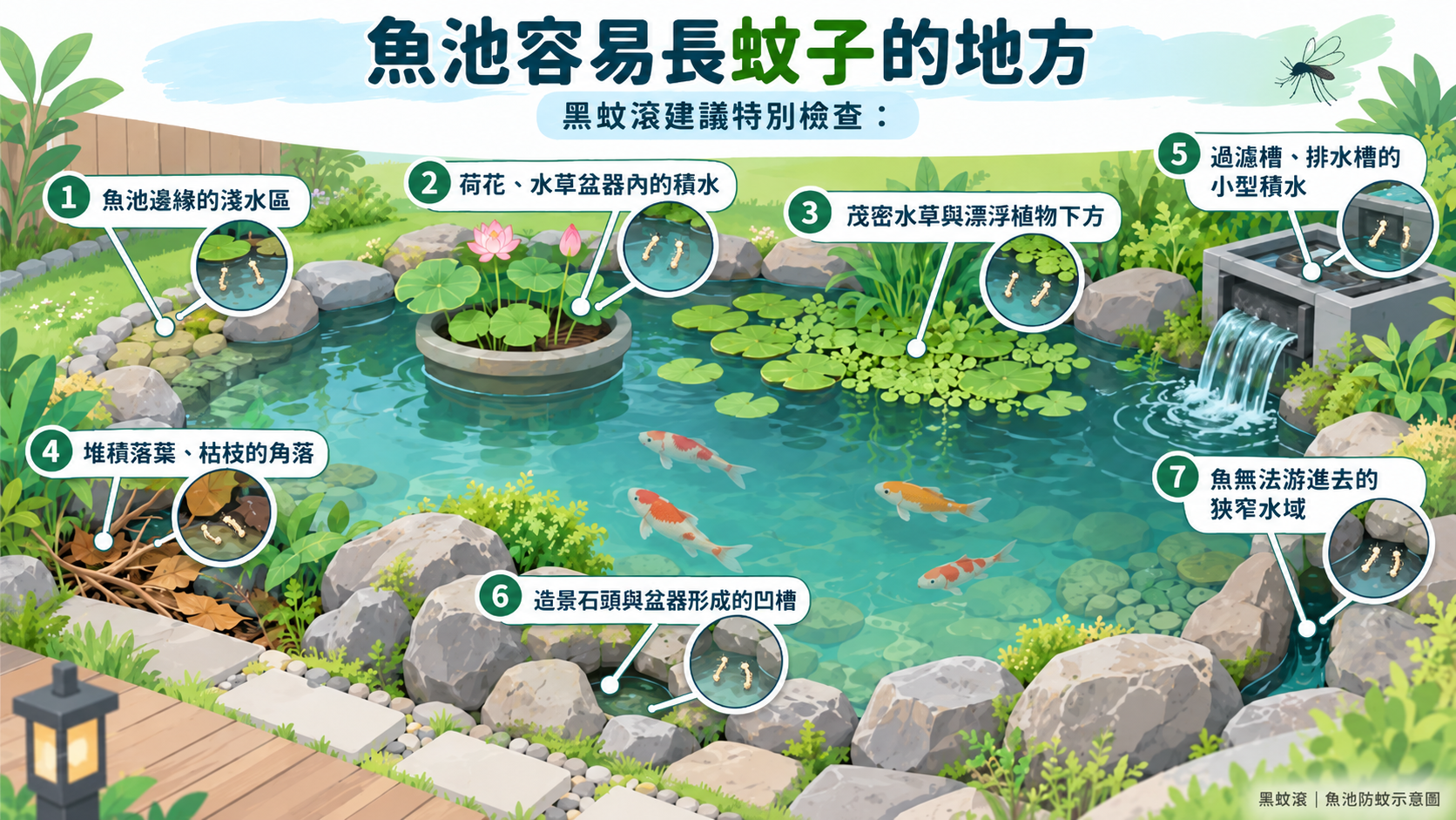 魚池容易長蚊子的地方?黑蚊滾建議特別檢查7大熱點