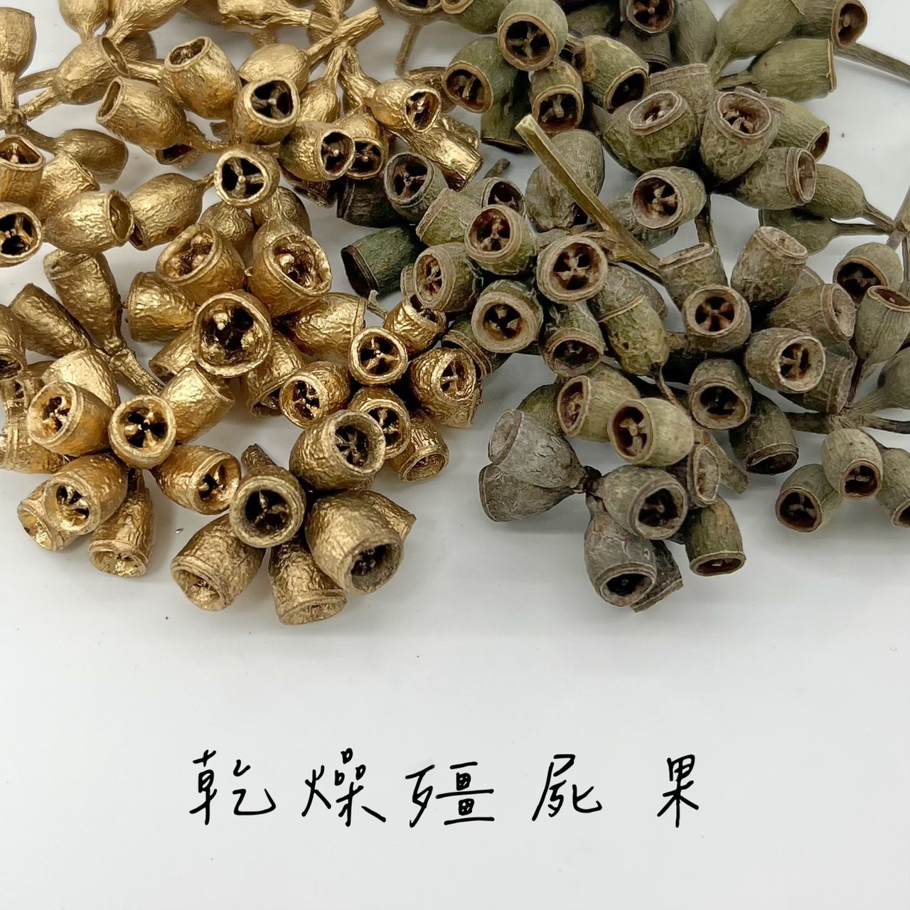 乾燥殭屍果(50g)