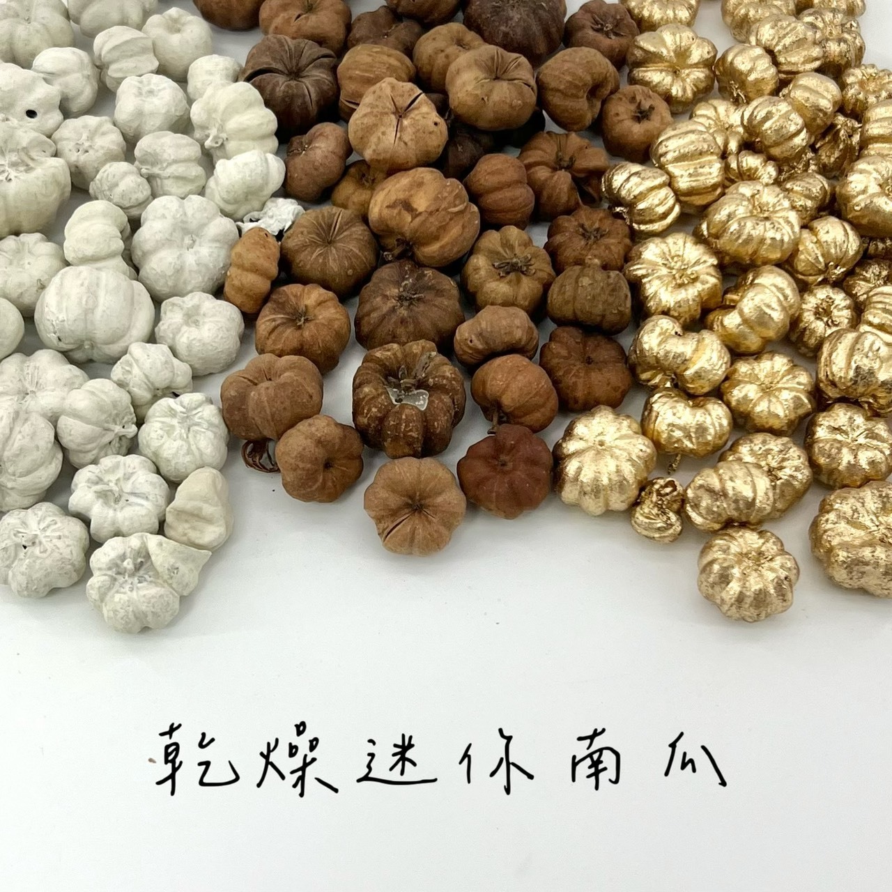 乾燥迷你南瓜(4色)