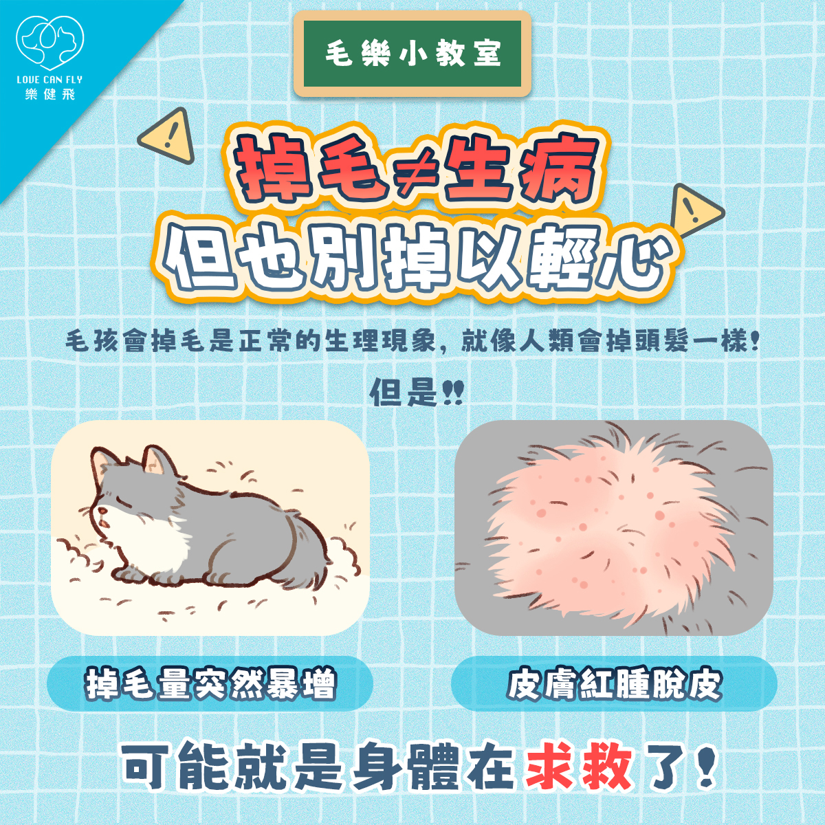 狗狗貓咪掉毛突然增加與皮膚紅腫脫皮可能是健康警訊