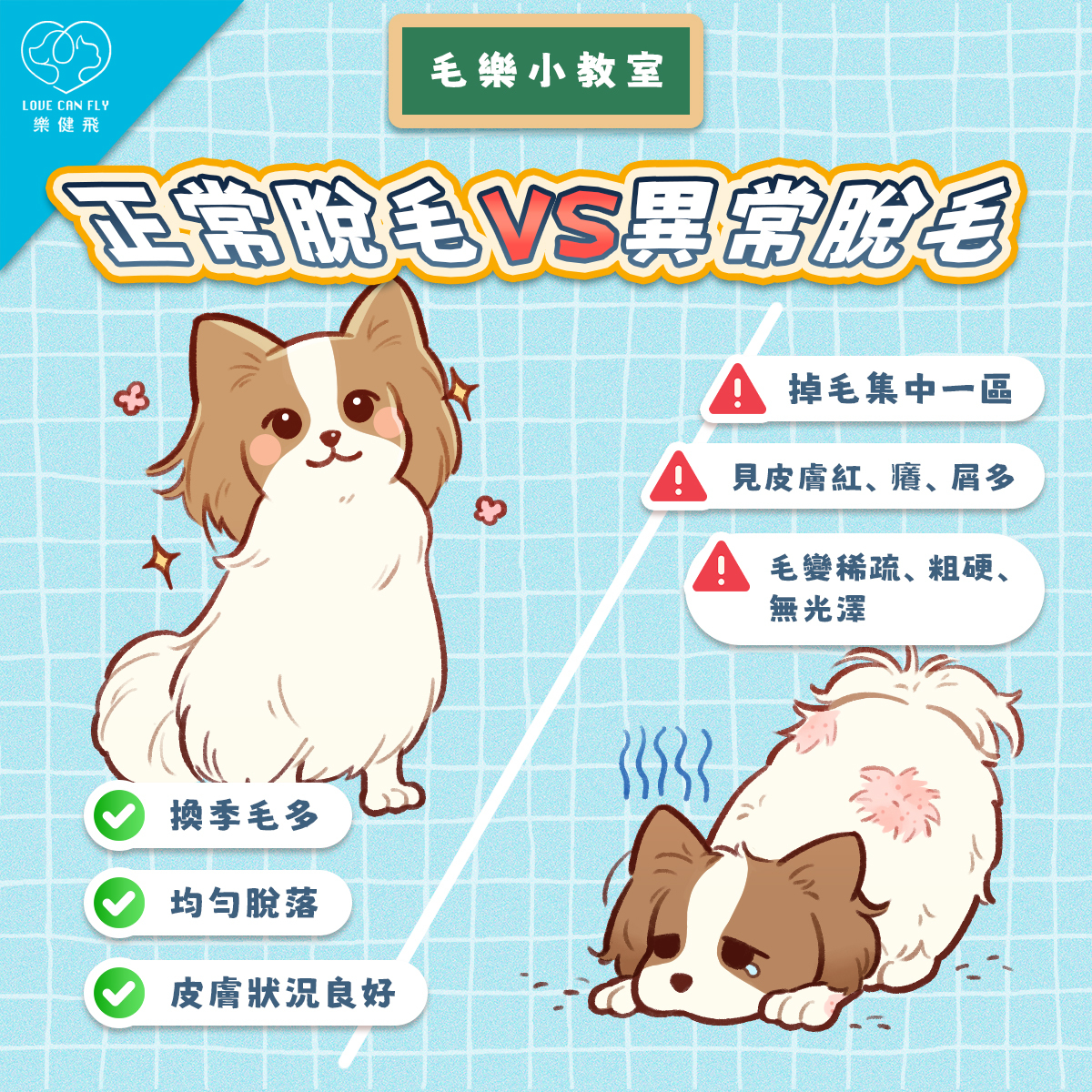 正常脫毛與異常掉毛差異:均勻換毛、局部掉毛與皮膚異常判斷