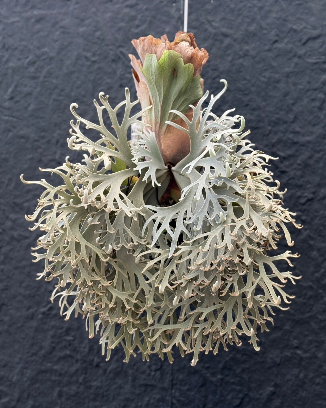 P.Willinckii cv Aysun 月神