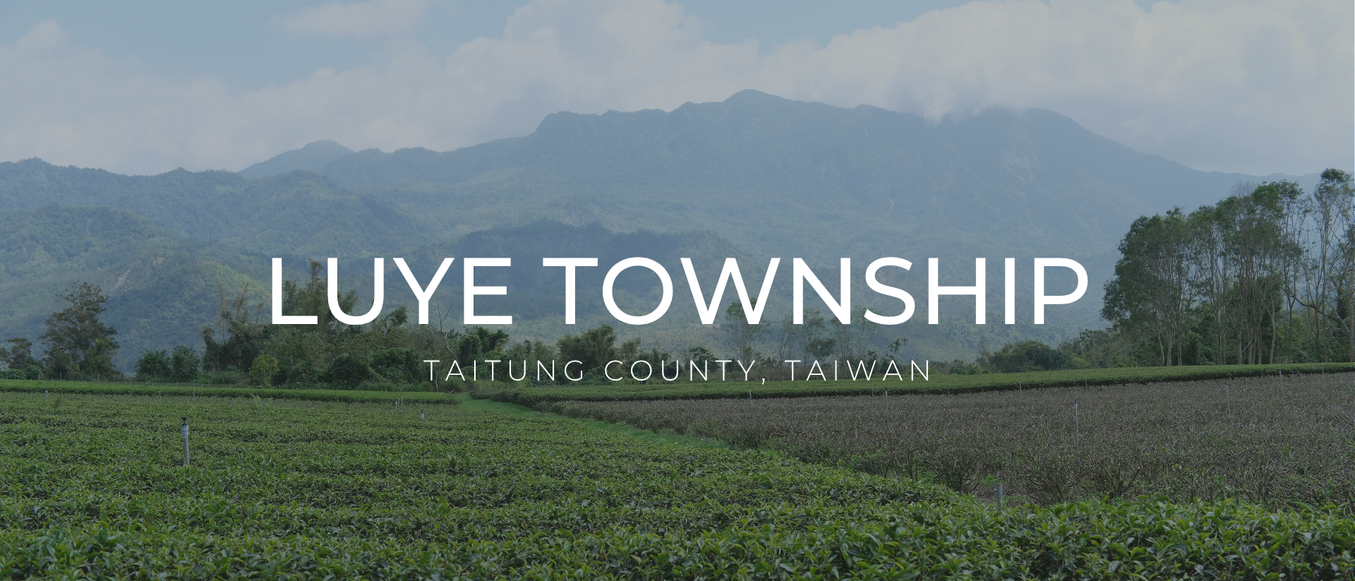 台東鹿野,台灣茶知名產地