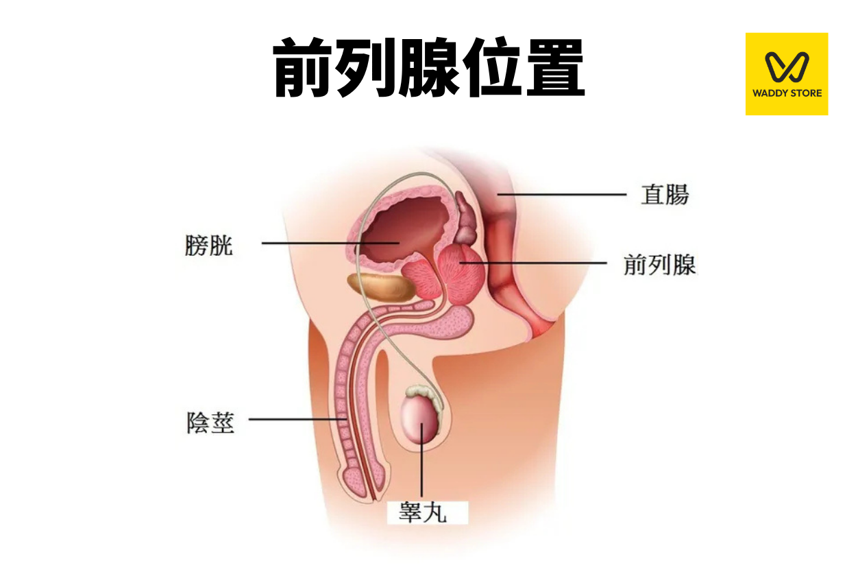 前列腺位置-前列腺按摩-按前列腺