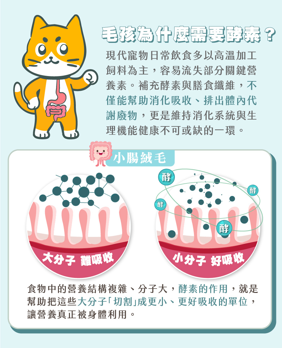 歸毛家族對毛孩補充酵素優勢，說明酵素將食物大分子分解成好吸收的小分子，促進寵物小腸絨毛消化吸收。