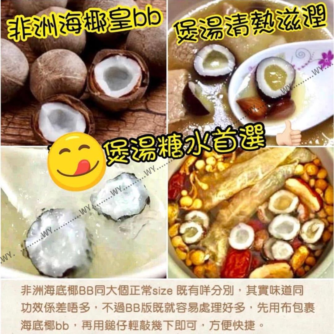 非洲海椰皇BB 250g 《預計11月上旬到》