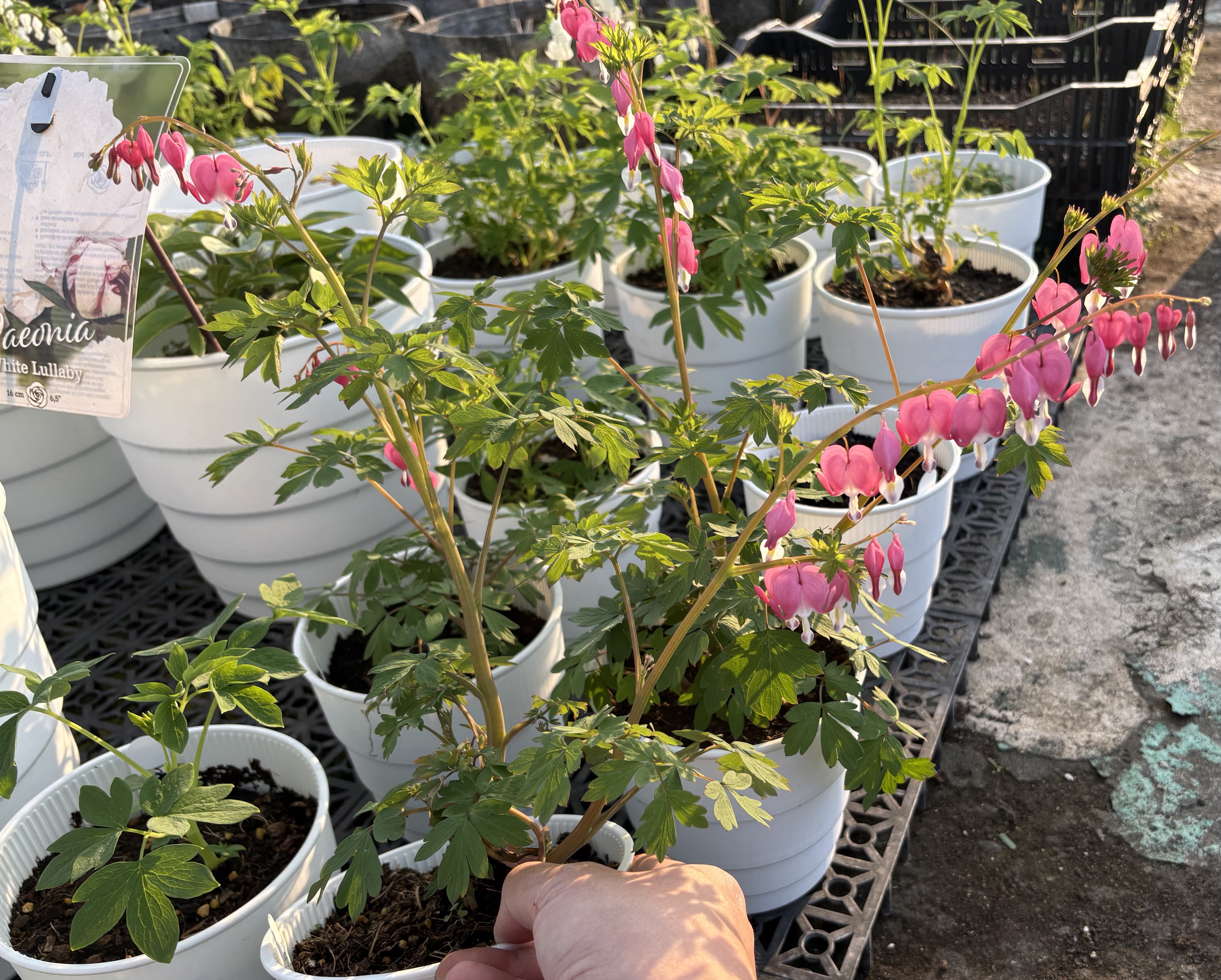 荷包牡丹｜粉紅花 Spectabilis｜1株