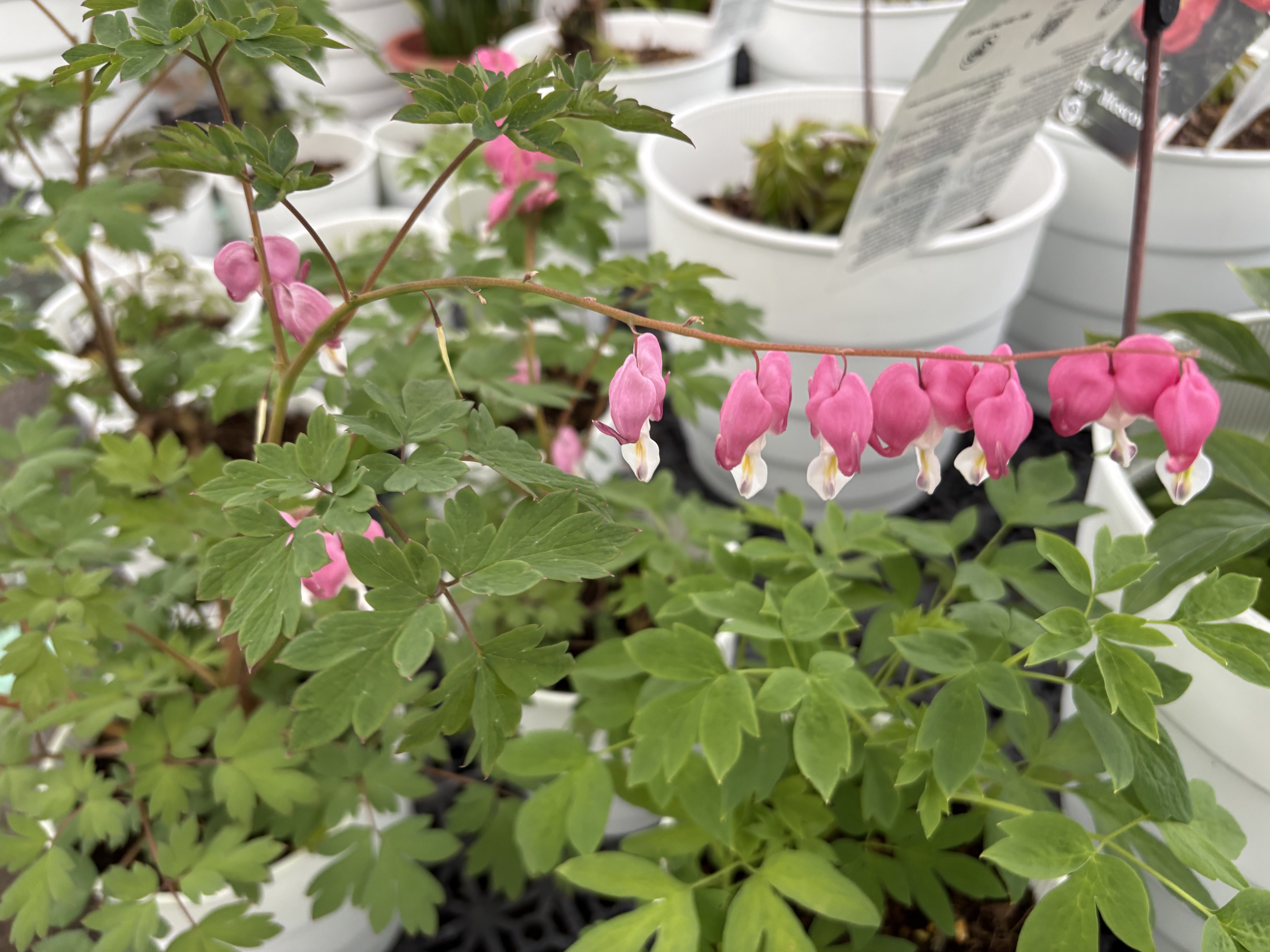 荷包牡丹｜粉紅花 Spectabilis｜1株