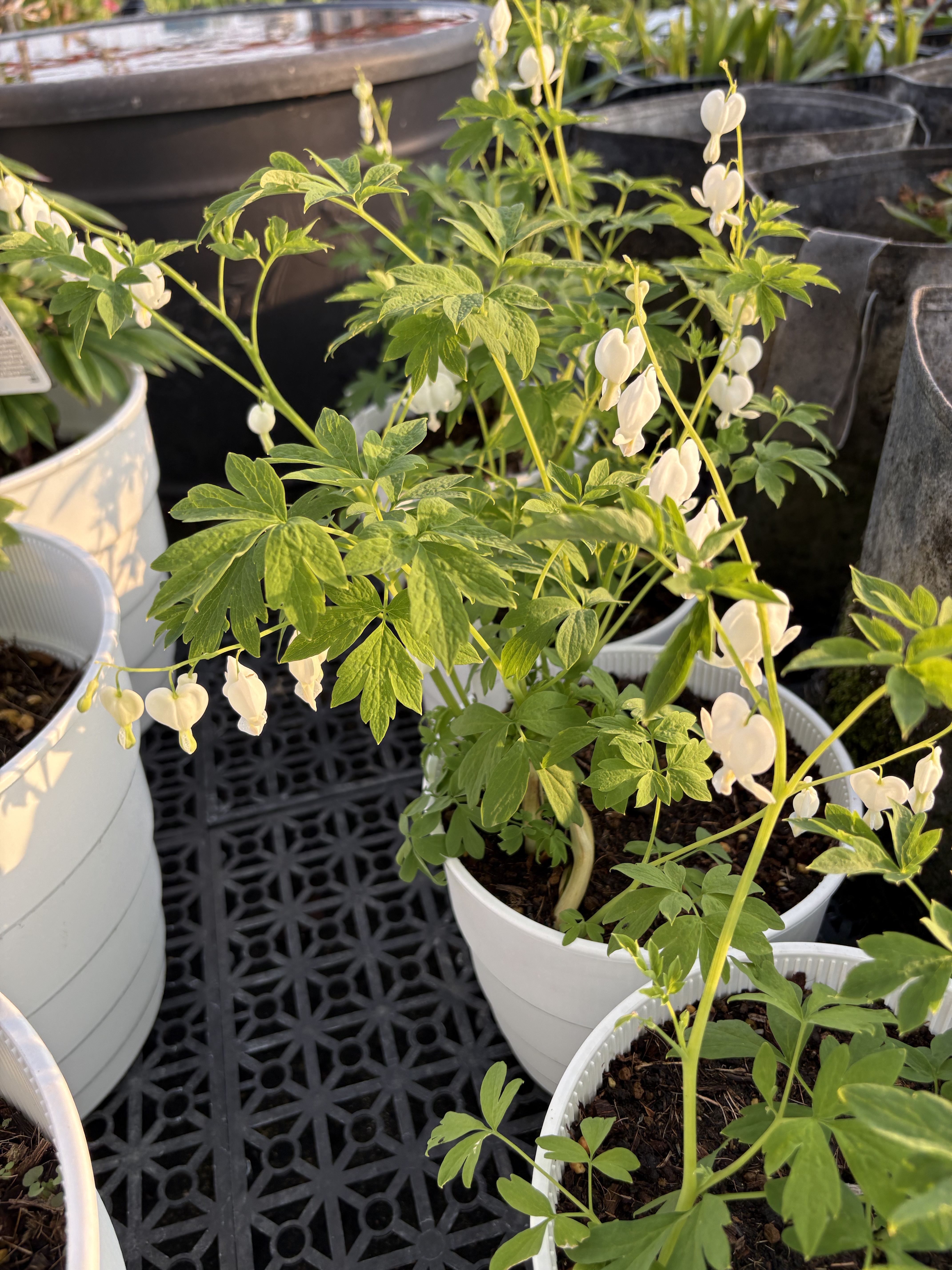 荷包牡丹｜白花 Alba｜1株