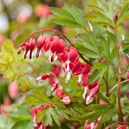 荷包牡丹｜歡樂之心・愛 Jolly Hearts Love｜1株