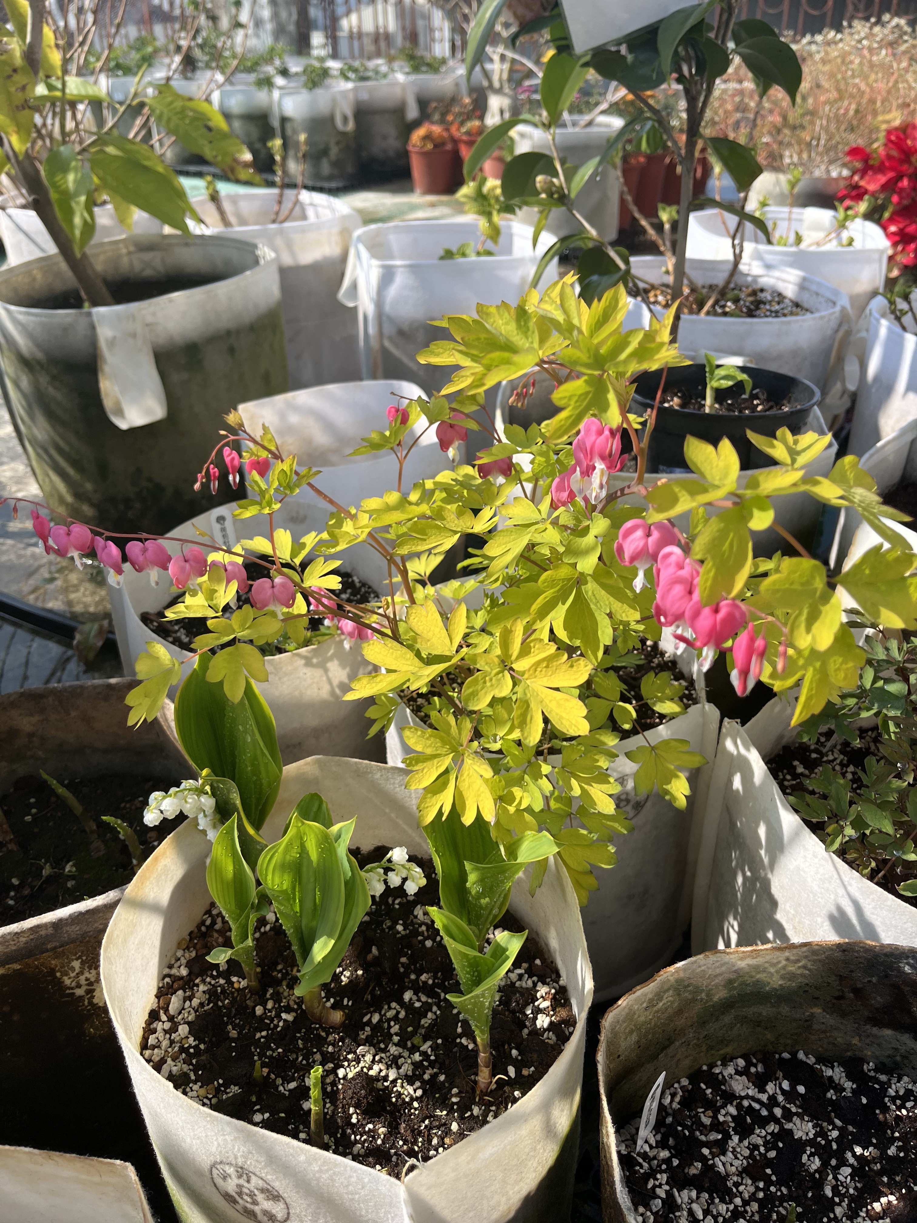 荷包牡丹｜黃金葉 TV Yellow Leaf｜1株