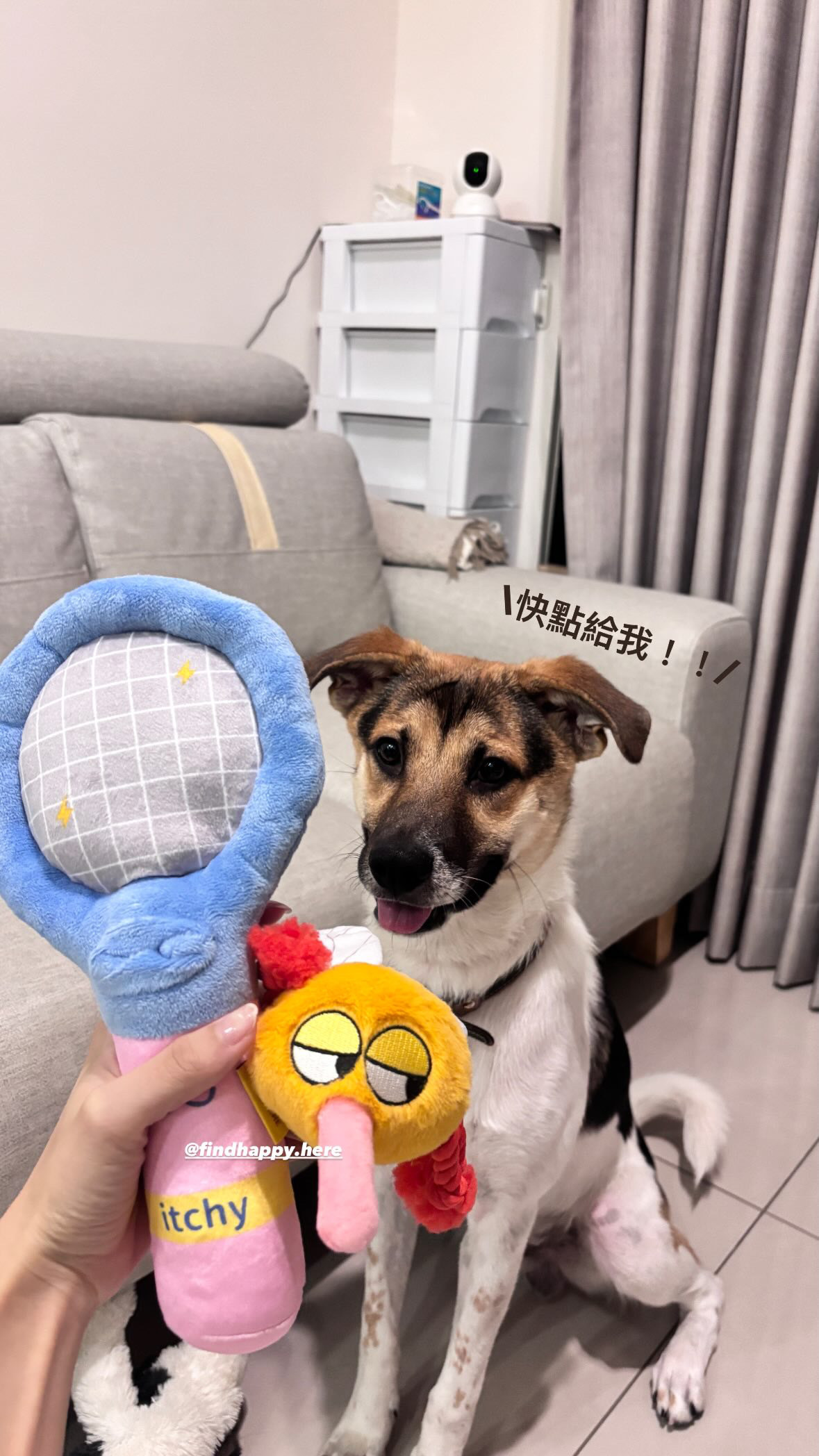 Happy Pup 6