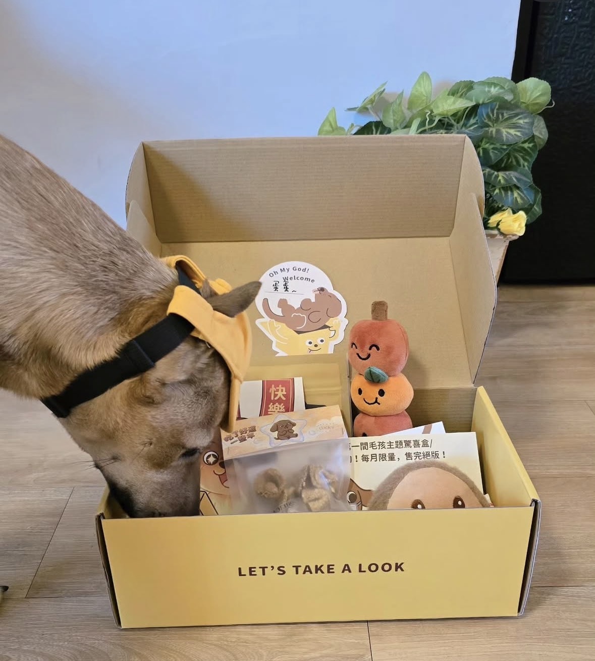 Happy Pup 5
