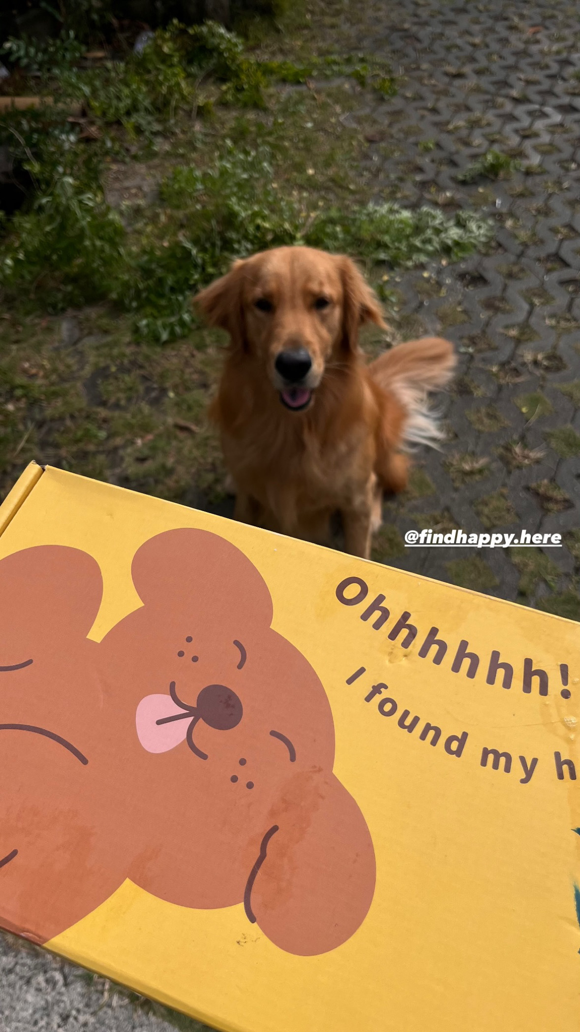 Happy Pup 7