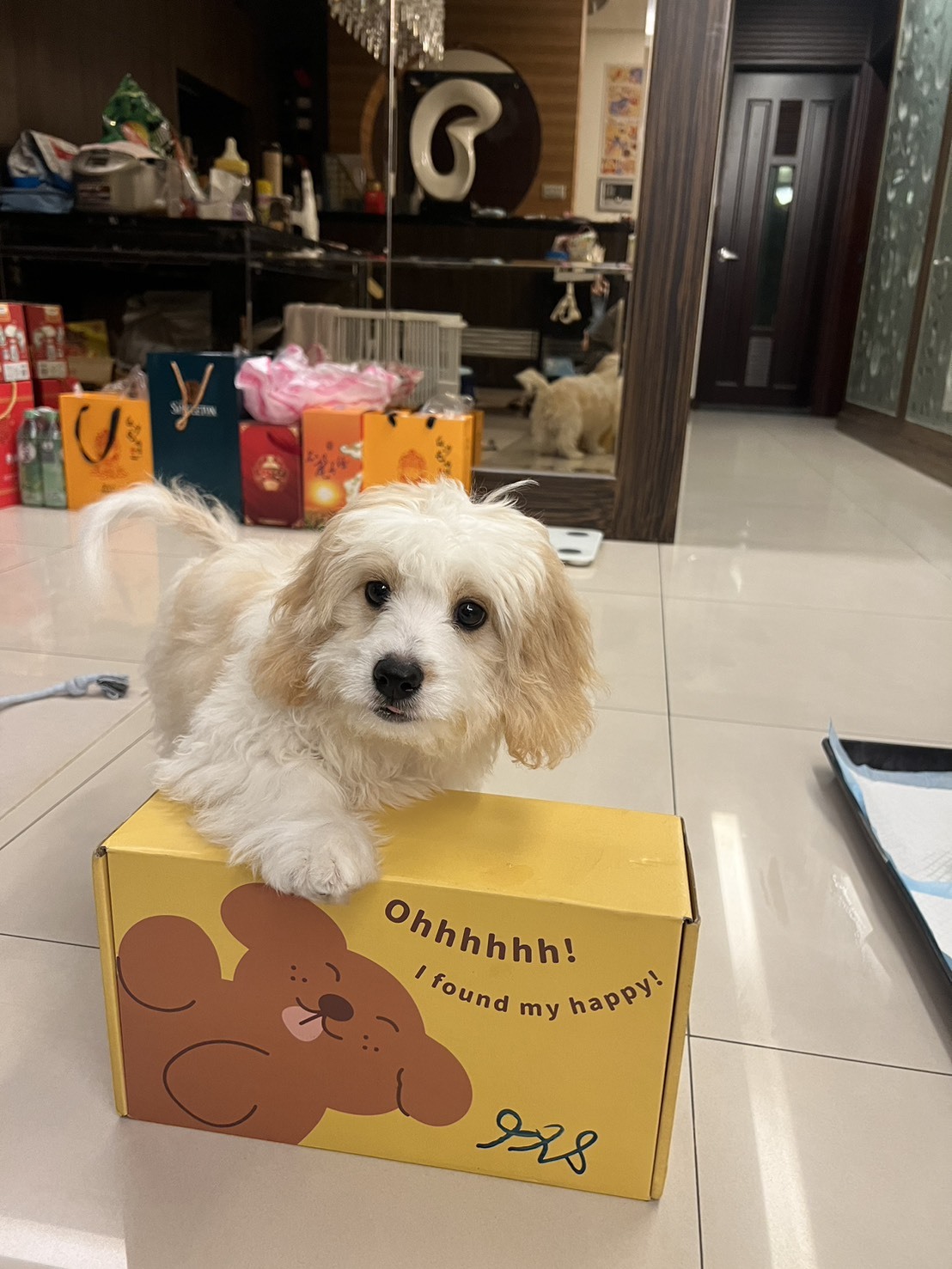 Happy Pup 10