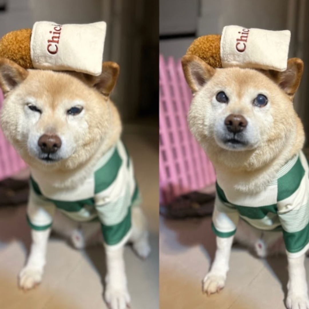 Happy Pup 11