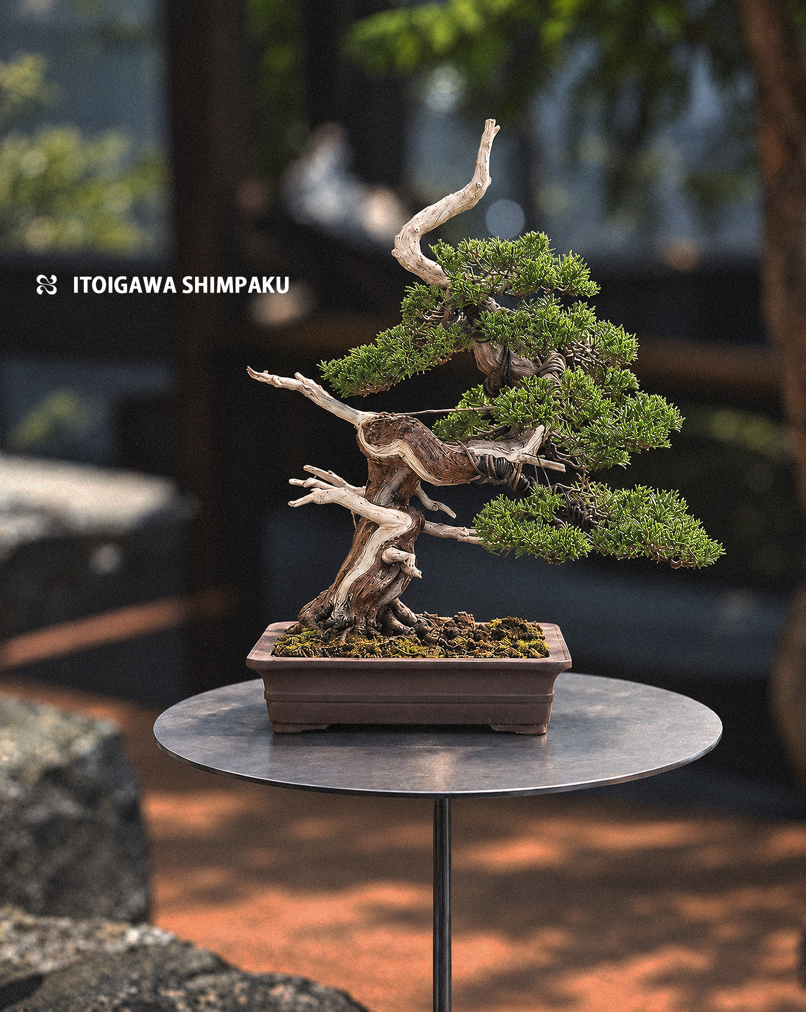 （ 預訂 ）日本系魚川真柏 — Itoigawa Shimpaku 15