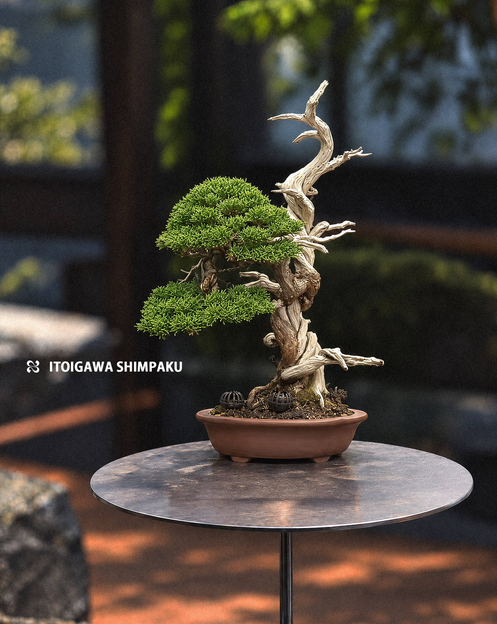 （ 預訂 ）日本系魚川真柏 — Itoigawa Shimpaku 17